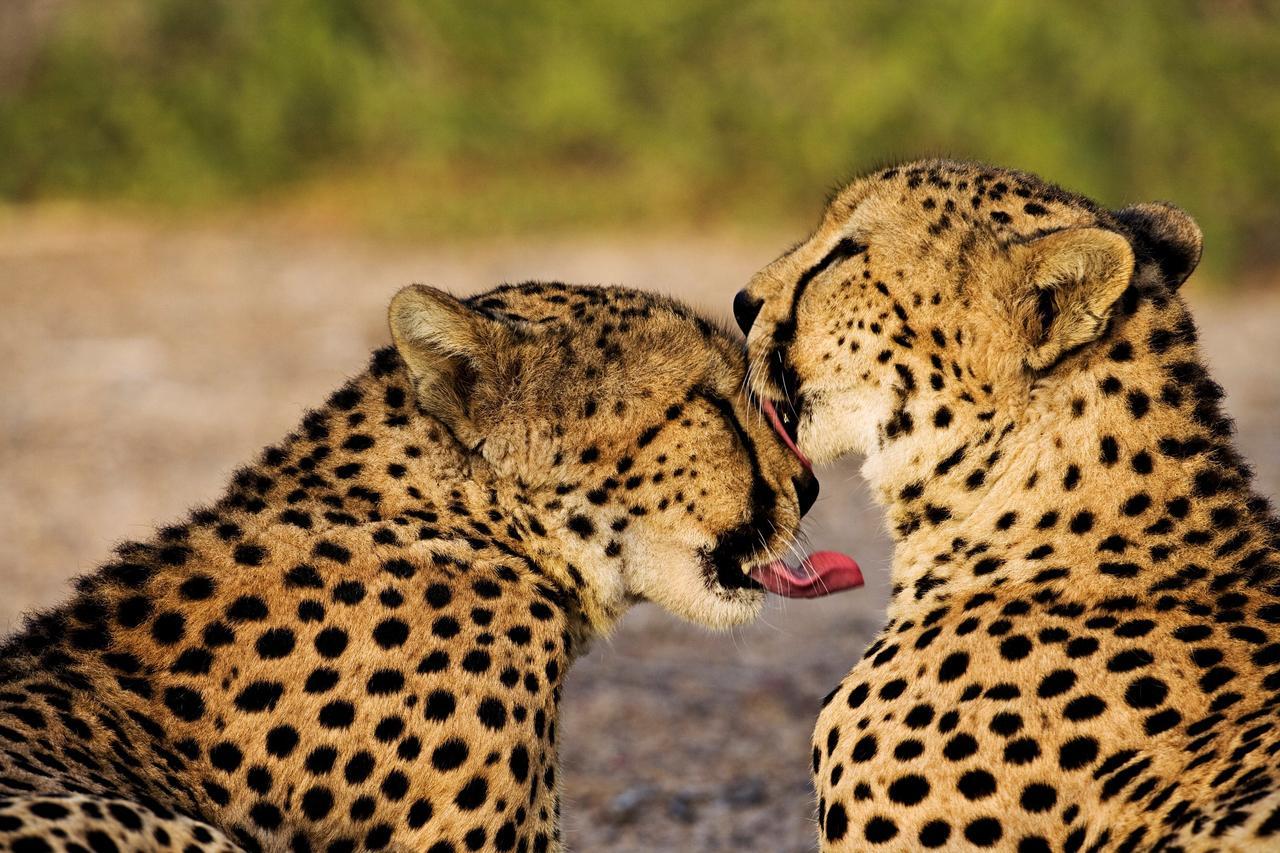 Anantara Sir Bani Yas Island Al Yamm Villa Resort Da'sah Esterno foto