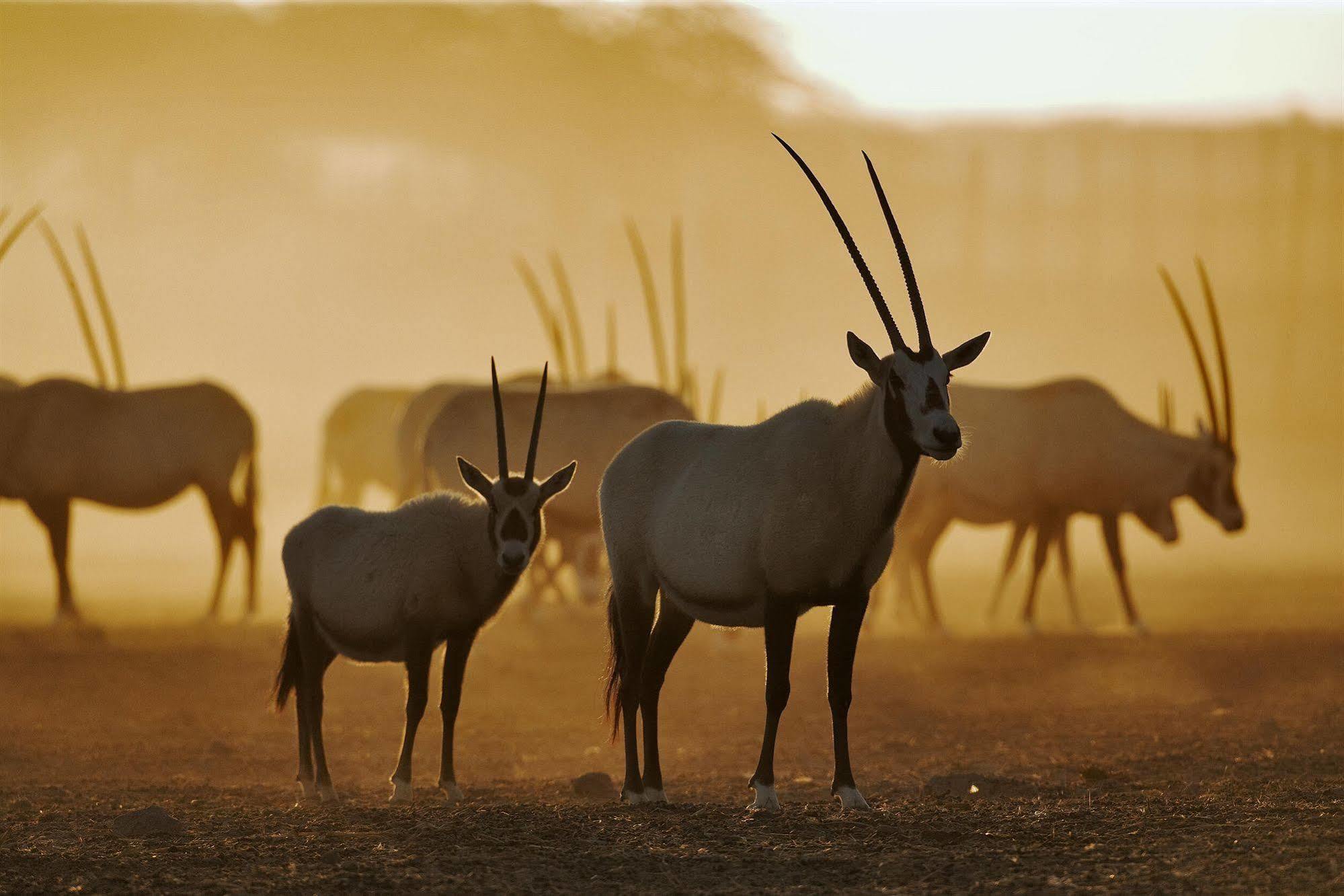 Anantara Sir Bani Yas Island Al Yamm Villa Resort Da'sah Esterno foto