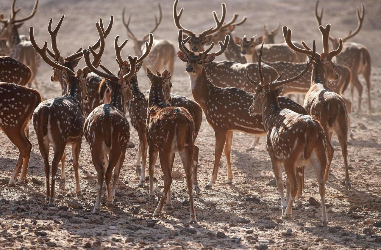 Anantara Sir Bani Yas Island Al Yamm Villa Resort Da'sah Esterno foto