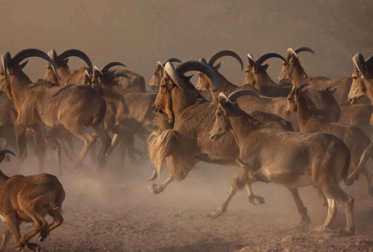 Anantara Sir Bani Yas Island Al Yamm Villa Resort Da'sah Esterno foto